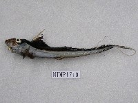 藏品(銀鮫)的圖片